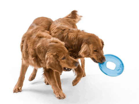 SF031_SAILZ_SURF_DOW_480x480